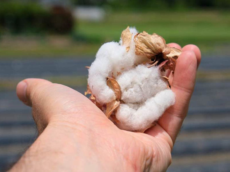 Samurai Jeans Japanese Cotton Sweatshirt Natural cotton