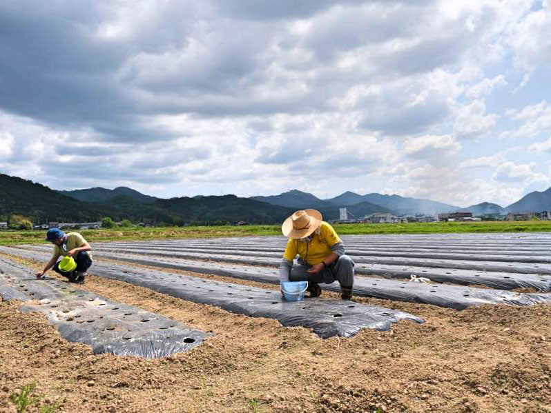 Samurai Jeans Japanese Cotton Sweatshirt Natural cotton pick up